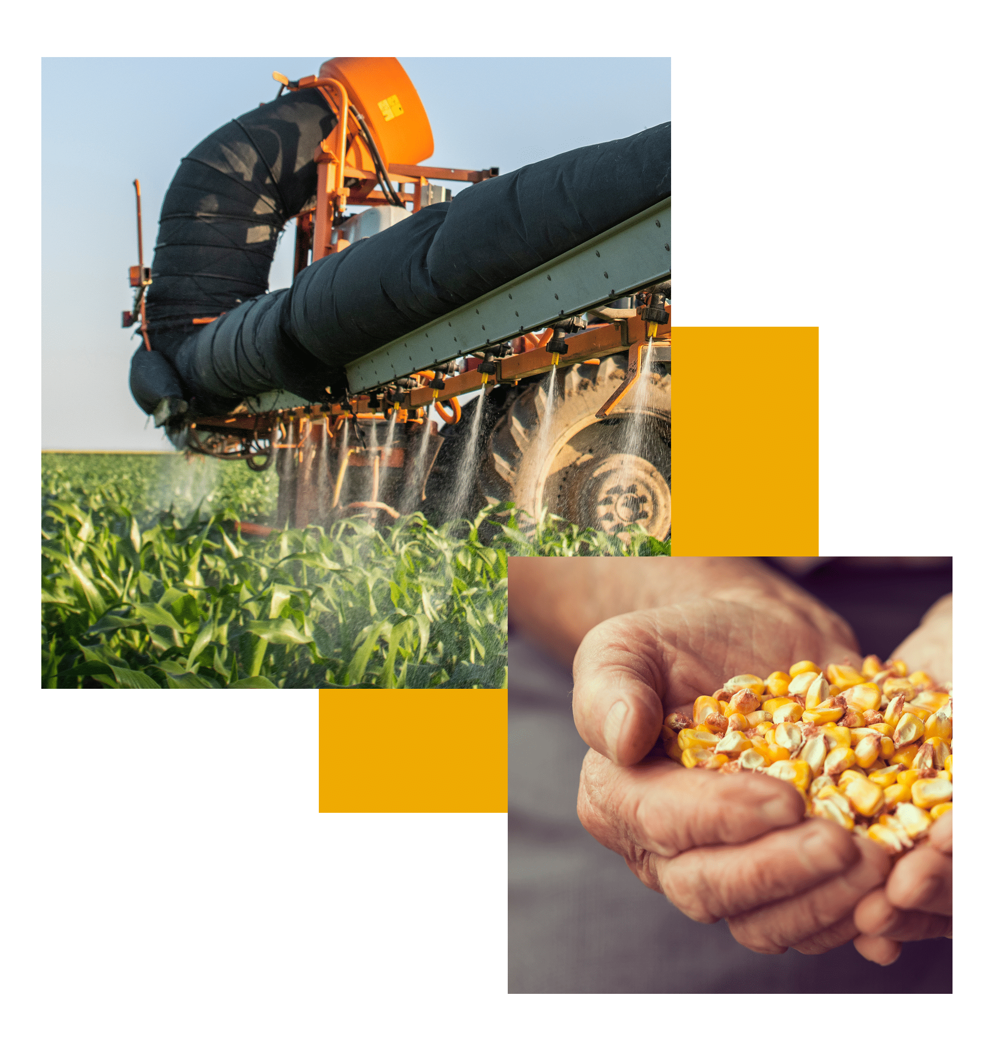 corn-yield-calculator-maximize-profit-avipel