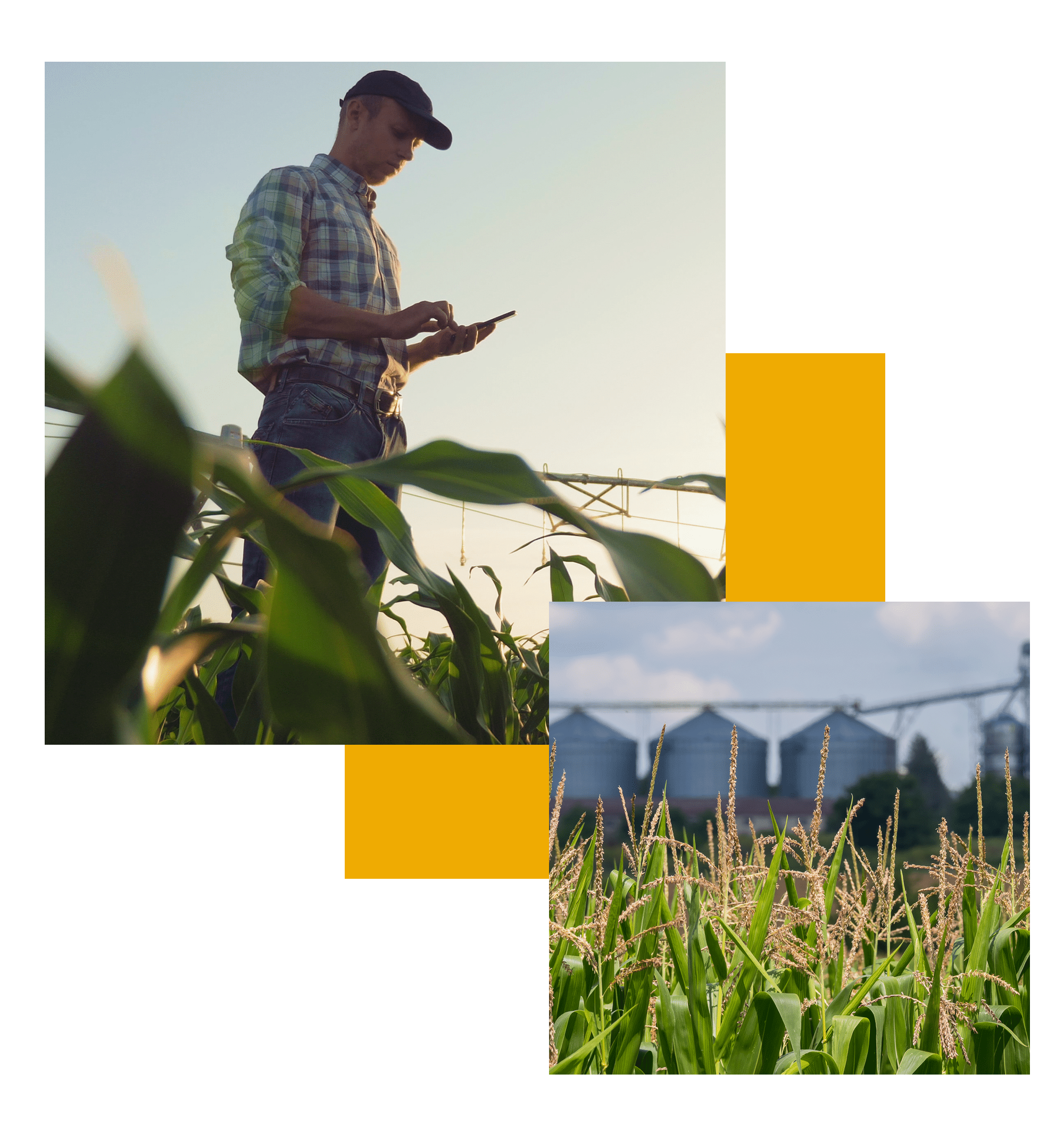 Neat Tips About How To Become A Corn Farmer - Servicecomplex10