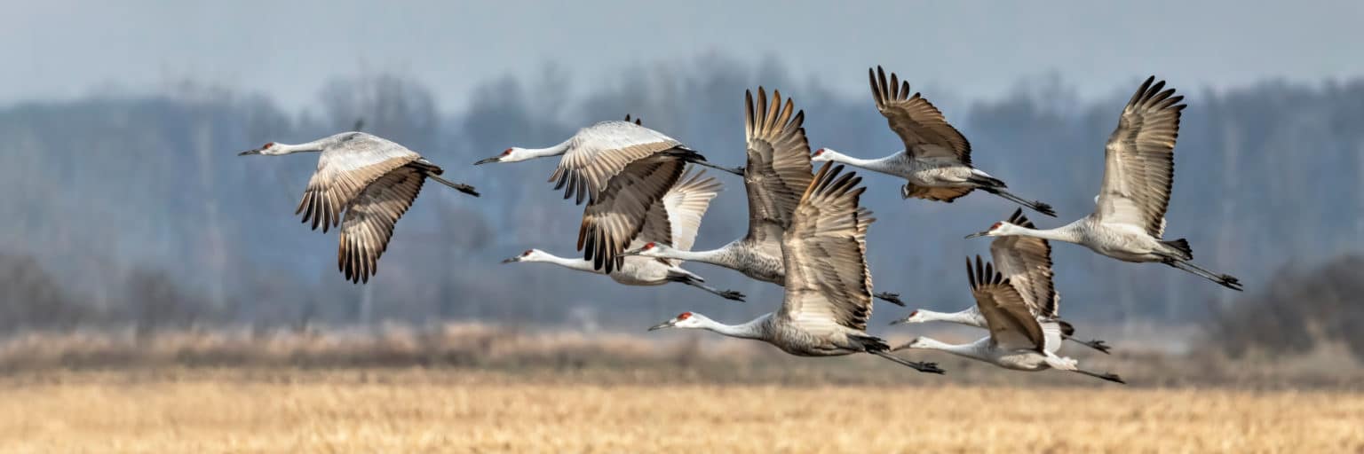 A flock of sandhill cranes taking off over a cornfield