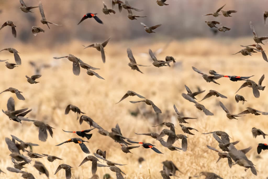 A flock of red-winged blackbirds lifting off from a field of dry grass