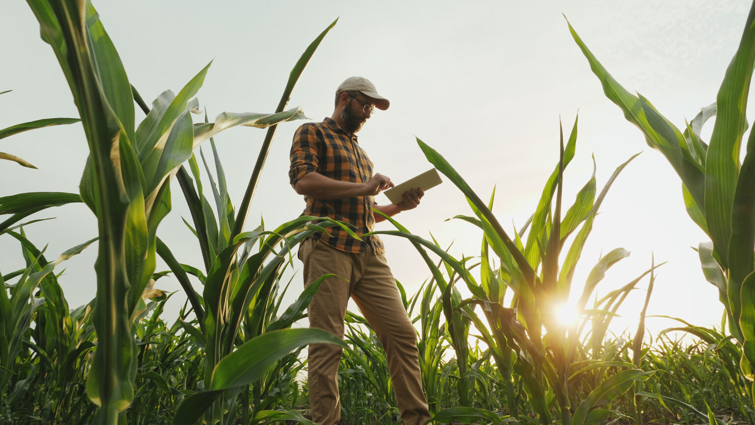 A grower checks a tablet while standing in a tall, healthy corn field at golden hour.