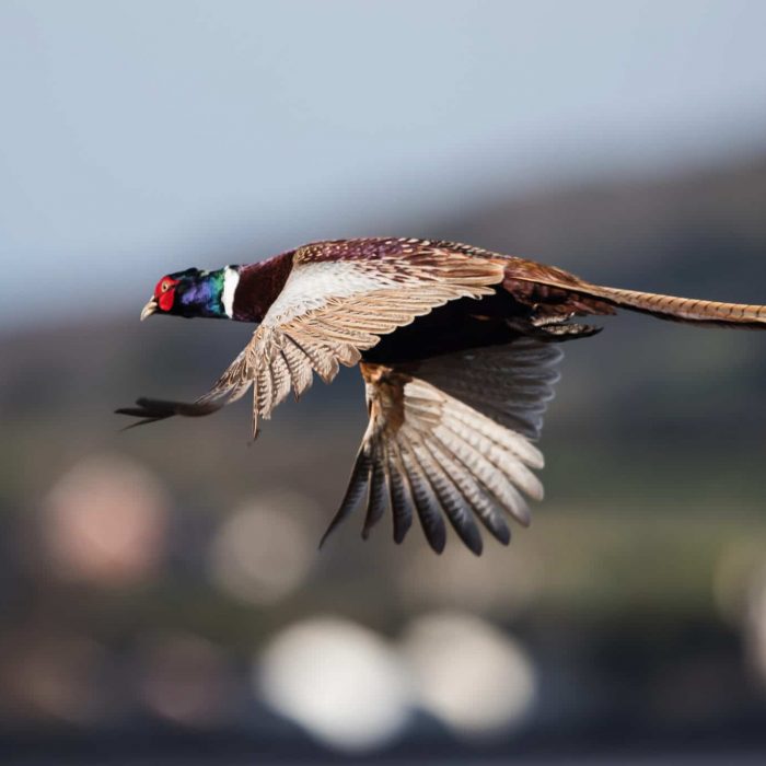 Common,Pheasant,,Pheasant,,Phasianus,Colchicus